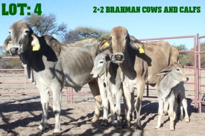 2+2X Grey Brahman Cow & Calf LORALEX BRAHMANS