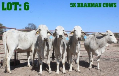 5X Grey Brahman Cow LORALEX BRAHMANS