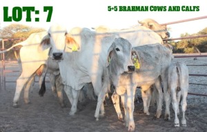 5+5X Grey Brahman Cow LORALEX BRAHMANS