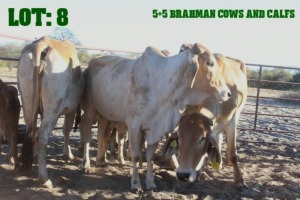 5+5X Red Brahman Cow LORALEX BRAHMANS