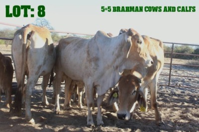 5+5X Red Brahman Cow LORALEX BRAHMANS