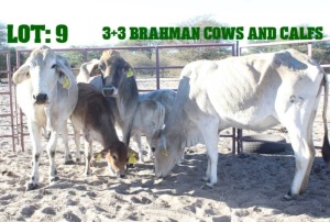 3+3X Grey Brahman Cow & Calf LORALEX BRAHMANS