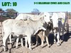 3+3X Grey Brahman Cow & Calf LORALEX BRAHMANS