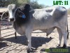 1X Grey Brahman Bull LORALEX BRAHMANS