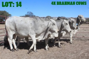 4X Grey Brahman Cow LORALEX BRAHMANS