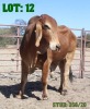 1X Red Brahman Bull LORALEX BRAHMANS