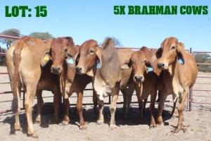 5X Red Brahman Cow LORALEX BRAHMANS