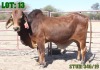 1X Red Brahman Bull LORALEX BRAHMANS