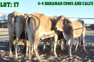 4+4X Red Brahman Cow & Calf LORALEX BRAHMANS