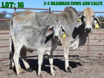 2+2X Grey Brahman Cow & Calf LORALEX BRAHMANS