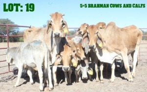 5+5X Red Brahman Cow & Calf LORALEX BRAHMANS