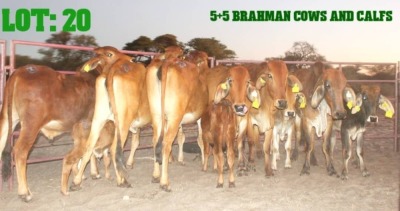 5+5X Red Brahman Cow & Calf LORALEX BRAHMANS