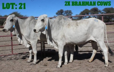 2X Grey Brahman Cow LORALEX BRAHMANS