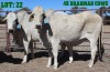 4X Grey Brahman Cow LORALEX BRAHMANS