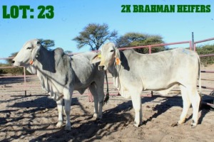 2X Grey Brahman Heifer LORALEX BRAHMANS