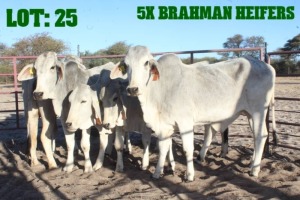 5X Grey Brahman Heifer LORALEX BRAHMANS