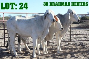 3X Grey Brahman Heifer LORALEX BRAHMANS