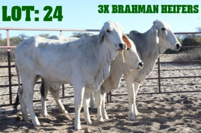 3X Grey Brahman Heifer LORALEX BRAHMANS