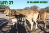 3X Red Brahman Heifer LORALEX BRAHMANS