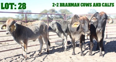 2+2X Grey Brahman Cow & Calf LORALEX BRAHMANS