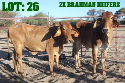 2X Red Brahman Heifer LORALEX BRAHMANS