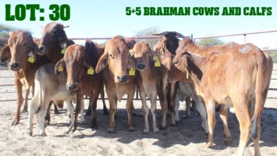 5+5X Red Brahman Cow & Calf LORALEX BRAHMANS