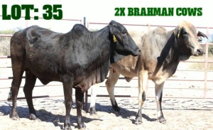 3X Grey Brahman Cow LORALEX BRAHMANS