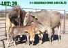 3+3X Brahman Cross Cow & Calf LORALEX BRAHMANS