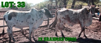 2+1X Grey Brahman Cow LORALEX BRAHMANS