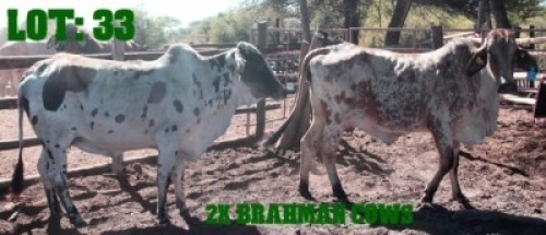 2+1X Grey Brahman Cow LORALEX BRAHMANS
