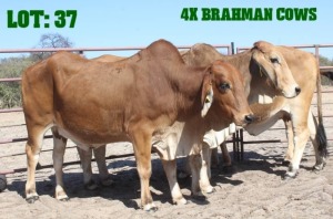 4X Red Brahman Cow LORALEX BRAHMANS