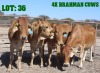 4X Red Brahman Cow LORALEX BRAHMANS