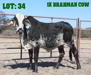 1X Grey Brahman Cow LORALEX BRAHMANS