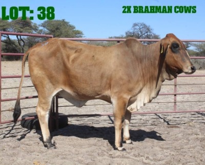 2X Red Brahman Cow LORALEX BRAHMANS