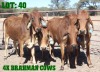 4X Red Brahman Cow LORALEX BRAHMANS