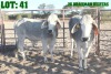 2X Grey Brahman Heifer LORALEX BRAHMANS