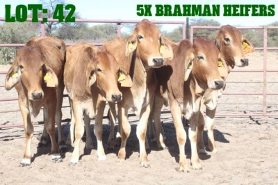 5X Grey Brahman Heifer LORALEX BRAHMANS