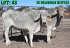 2X Grey Brahman Heifer LORALEX BRAHMANS