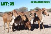 5X Red Brahman Cow LORALEX BRAHMANS