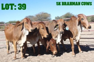 5X Red Brahman Cow LORALEX BRAHMANS