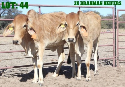 2X Red Brahman Heifer LORALEX BRAHMANS