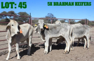 5X Grey Brahman Heifer LORALEX BRAHMANS