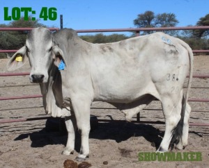 1X Grey Brahman Bull LORALEX BRAHMANS