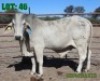 1X Grey Brahman Bull LORALEX BRAHMANS
