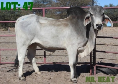 1X Grey Brahman Bull LORALEX BRAHMANS