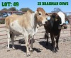 2X Brahman Cross Cow LORALEX BRAHMANS