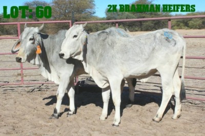 3X Grey Brahman Cow LORALEX BRAHMANS