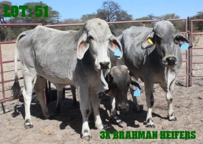 3X Grey Brahman Cow LORALEX BRAHMANS