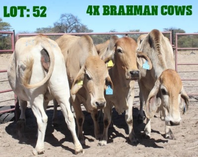 4X Red Brahman Cow LORALEX BRAHMANS