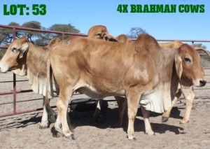 4X Red Brahman Cow LORALEX BRAHMANS